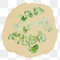 Ginkgo leaf png branch sticker, ripped paper on transparent background