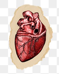 Realistic heart png sticker, ripped paper, transparent background