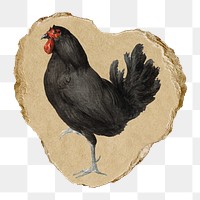 Chicken png sticker, vintage artwork, transparent background, ripped paper badge