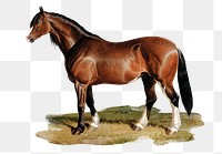 PNG horse with, collage element, transparent background