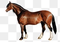 PNG horse with, collage element, transparent background