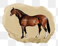 PNG horse with, collage element, transparent background