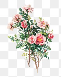 Rose png sticker, vintage artwork, transparent background