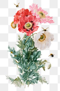 Png poppy flowers sticker, aesthetic vintage illustration, transparent background