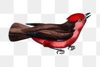 Vermilion flycatcher png sticker, vintage painting on transparent background