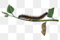 Caterpillar png sticker, vintage insect illustration, transparent background