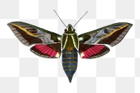 Moth png sticker, vintage painting on transparent background