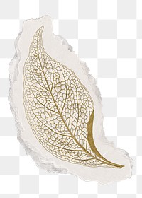 Aesthetic leaf png sticker, ripped paper, transparent background