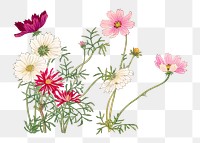 Cosmos flower png sticker, Japanese ukiyo e art, transparent background