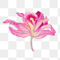 Png pink laelia orchid flower sticker, Japanese ukiyo e art, transparent background