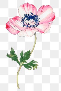 Poppy png sticker, Japanese ukiyo e art, transparent background