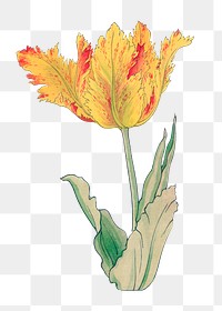 Parrot tulip png sticker, Japanese ukiyo e art, transparent background