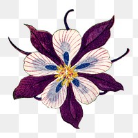 Columbine flower png sticker, Japanese ukiyo e art, transparent background