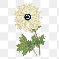 Anemone flower png sticker, Japanese ukiyo e art, transparent background