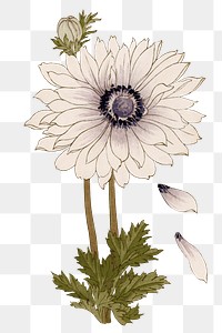 Anemone flower png sticker, Japanese ukiyo e art, transparent background