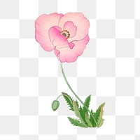 Png red poppy flower sticker, Japanese ukiyo e art, transparent background