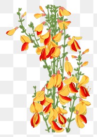 Png scotch broom flower sticker, Japanese ukiyo e art, transparent background