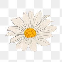 Marguerite flower png sticker, Japanese ukiyo e art, transparent background