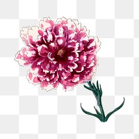 Carnation flower png sticker, Japanese ukiyo e art, transparent background