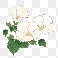 Png white mallow flower sticker, vintage Japanese art, transparent background