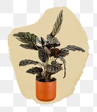 Houseplant png ripped paper sticker, home decor graphic, transparent background