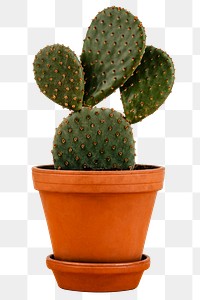 Cactus pot png sticker, houseplant, home decor image on transparent background