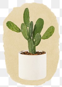 Cactus houseplant png sticker, ripped paper, transparent background