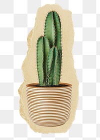 Cactus houseplant png sticker, ripped paper, transparent background