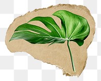 Monstera leaf png ripped paper sticker, aesthetic plant graphic, transparent background