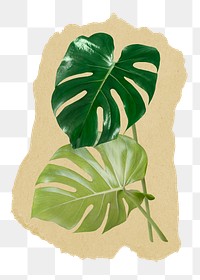 Monstera leaves png ripped paper sticker, aesthetic plant graphic, transparent background