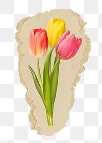 Tulip flowers png sticker, ripped paper, transparent background