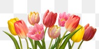 PNG red and pink tulips, flower sticker