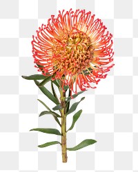 Red pincushion png, flower sticker