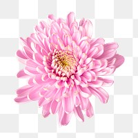 PNG pink chrysanthemum flower sticker