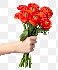 PNG red ranunculus flowers in hand, collage element