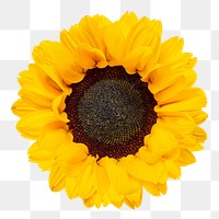 Blooming sunflower png sticker, transparent background