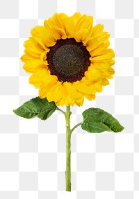 Blooming sunflower png sticker, transparent background