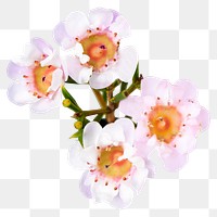PNG white wax flower sticker