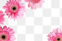 Pink daisy png, flower frame, transparent background