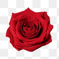 PNG red rose, valentine's flower sticker
