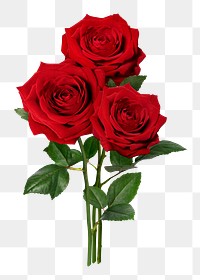 PNG red rose, valentine's flower sticker