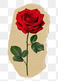 Red rose png Valentine's sticker, ripped paper border collage element, transparent background