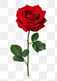 Red rose png, valentine's flower sticker