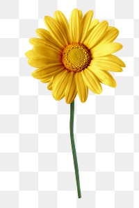 PNG yellow daisy flower sticker