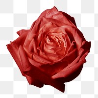 PNG red rose, valentine's flower sticker