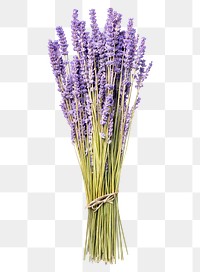 PNG purple lavender flower sticker