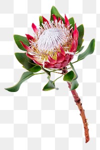 King protea png flower sticker