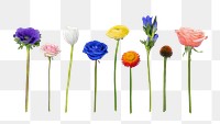 PNG colorful flowers, collage element set