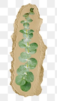 Eucalyptus leaf branch png ripped paper sticker, aesthetic plant graphic, transparent background