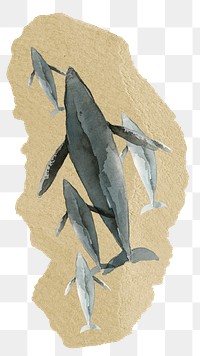 Whale family png sticker, ripped paper, transparent background